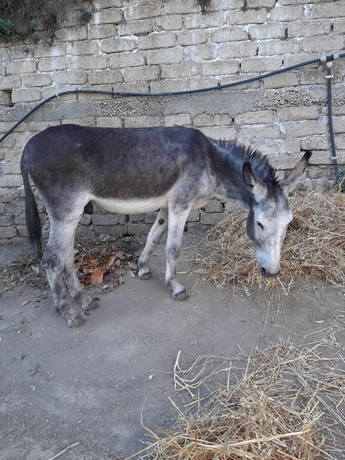 Morlupo Poggio Della Roverella Country House מראה חיצוני תמונה